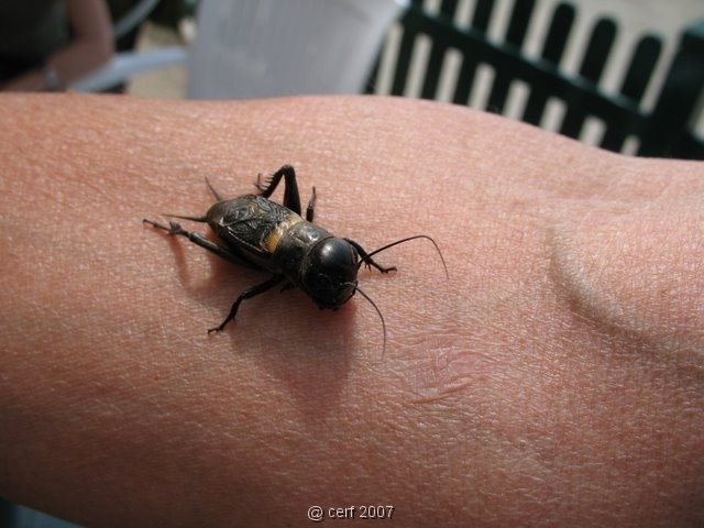 2007 05 Séjour en Brenne 051